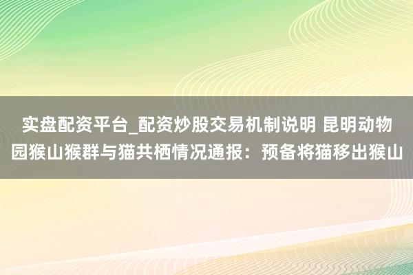实盘配资平台_配资炒股交易机制说明 昆明动物园猴山猴群与猫共栖情况通报：预备将猫移出猴山